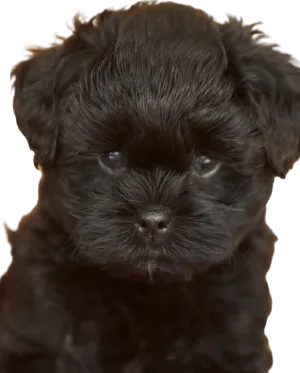 Affenpinscher profile