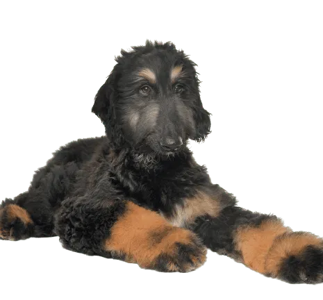 Afghanischer Windhund (6)
