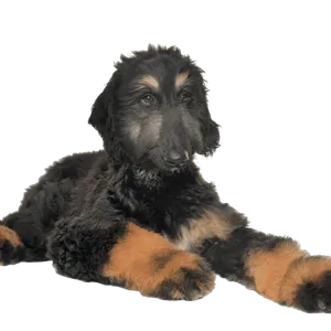 Afghanischer Windhund (6)