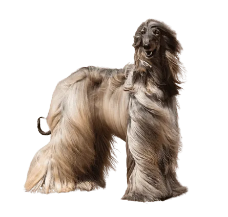 Afghanischer Windhund (4)