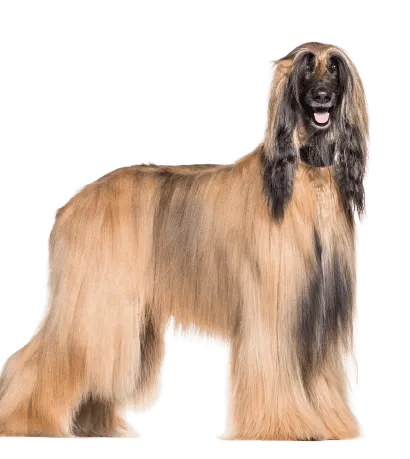 Afghanischer Windhund (5)