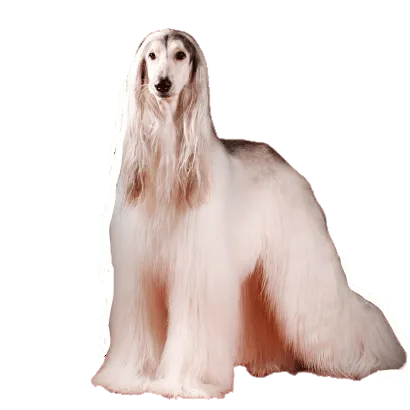 Afghanischer Windhund (2)