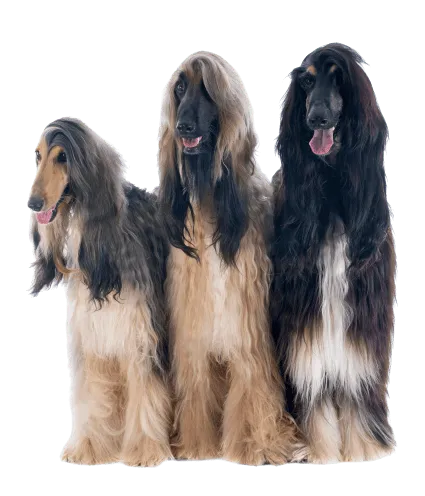 Afghanischer Windhund (3)
