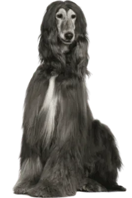 Afghanischer Windhund