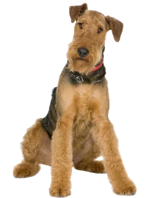 Airedale Terrier