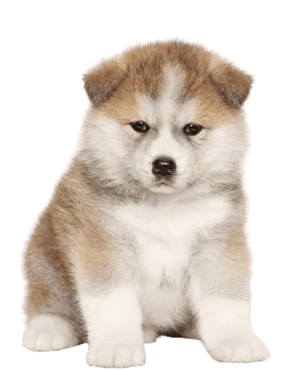 Akita Puppy