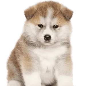 Akita Puppy
