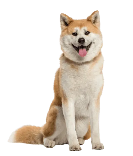 Akita (4)