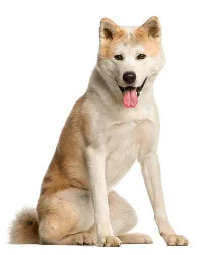Senior Akita