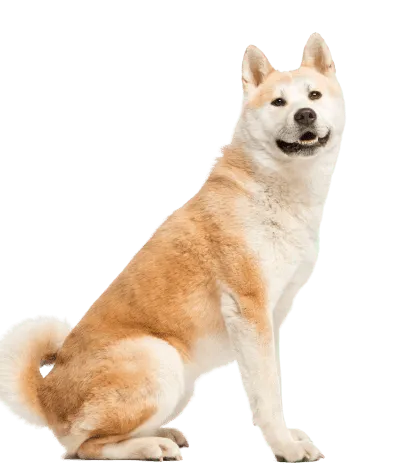 Akita (2)