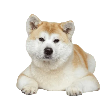 Akita (3)
