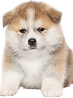 Akita