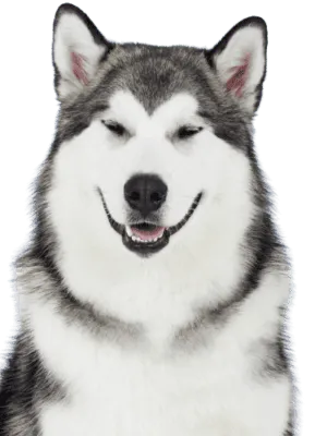 Alaskan Malamute
