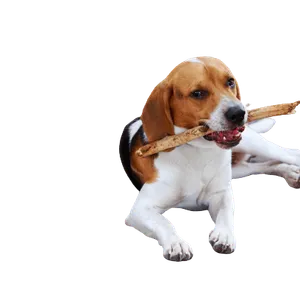 American Foxhound (2)