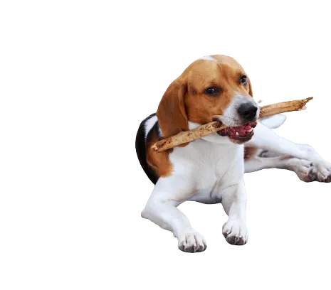 American Foxhound (2)