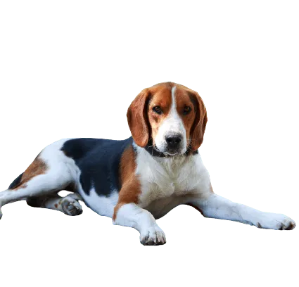 American Foxhound (1)