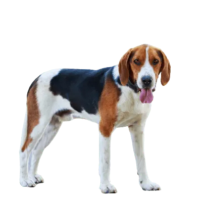 American Foxhound (3)
