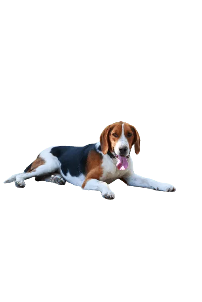 American Foxhound (4)