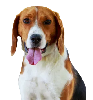 American Foxhound