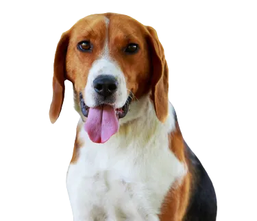 American Foxhound