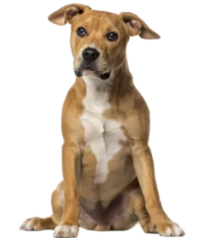 American Staffordshire Terrier