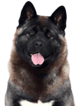 Amerikanischer Akita