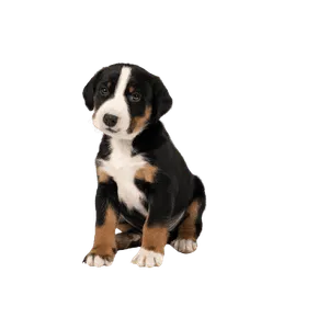 Appenzeller Sennenhund (4)