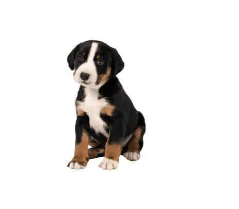 Appenzeller Sennenhund (4)