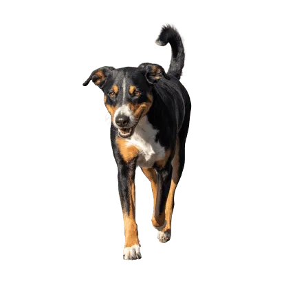 Appenzeller Sennenhund (5)
