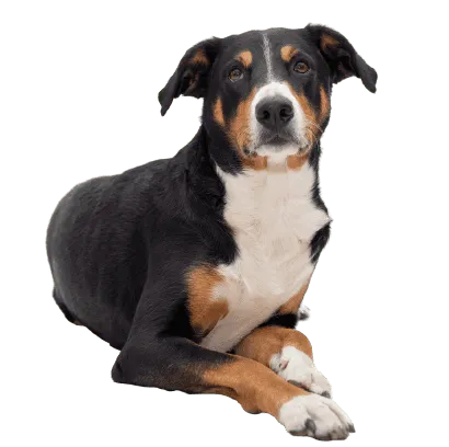 Appenzeller Sennenhund (7)