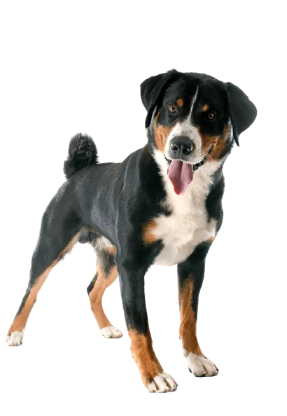 Appenzeller Sennenhund (1)