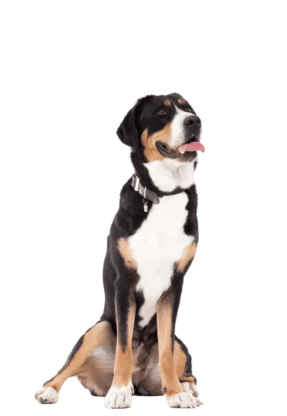 Appenzeller Sennenhund (6)