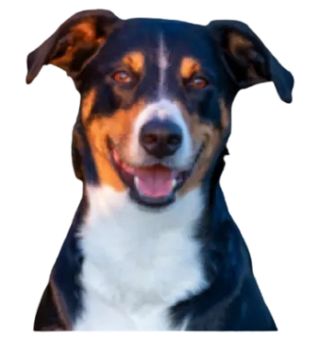 Appenzeller Sennenhund