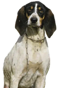 Ariégeois