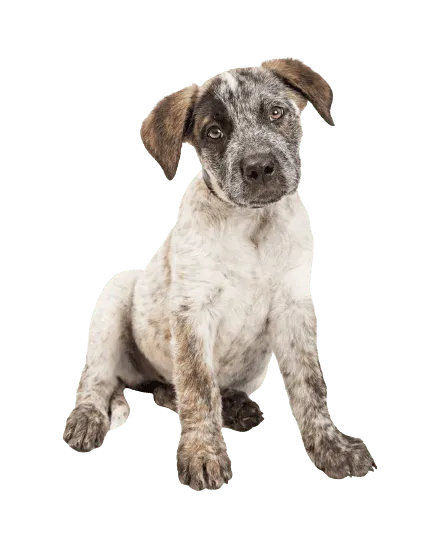 Australian Cattle Dog (3)