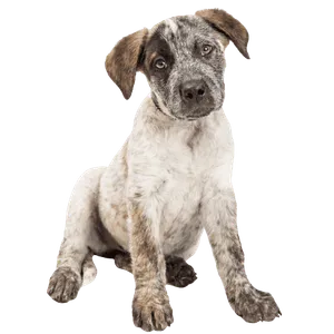 Australian Cattle Dog (3)