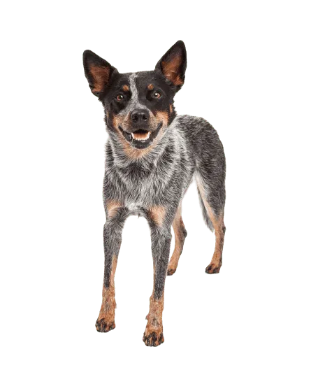 Australian Cattle Dog (1)