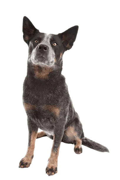 Australian Cattle Dog (2)