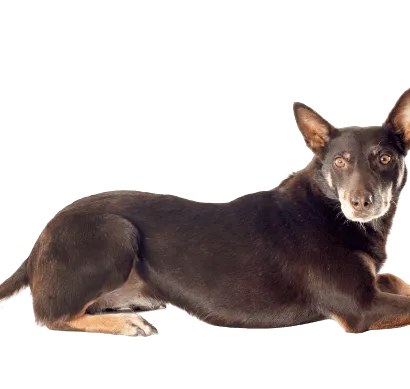 Australian Cattle Dog (5)