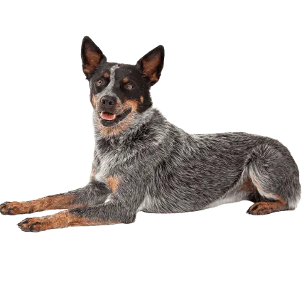 Australian Cattle Dog (6)