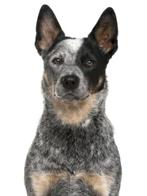 Australian Cattle Dog (4)