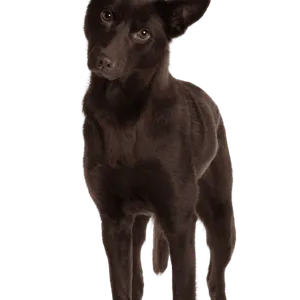 Australian Kelpie (5)