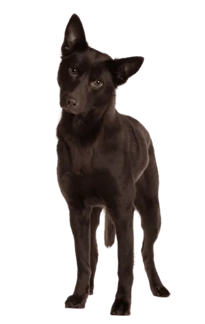 Australian Kelpie (5)