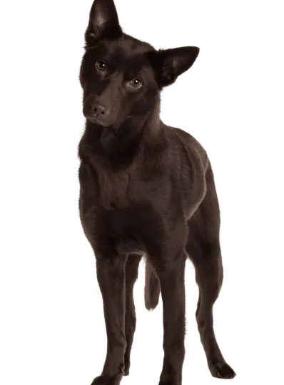Australian Kelpie (5)
