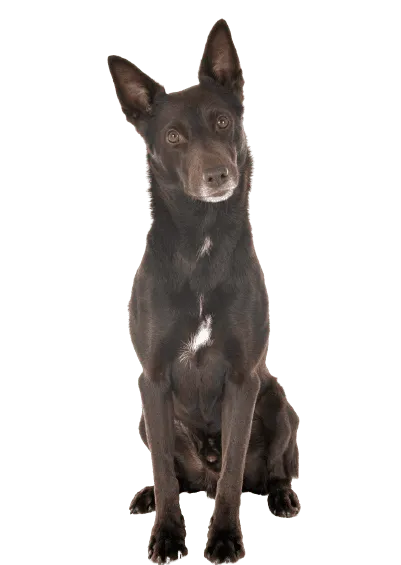 Australian Kelpie (4)