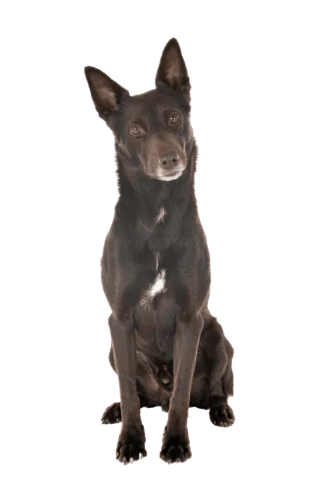 Australian Kelpie (4)