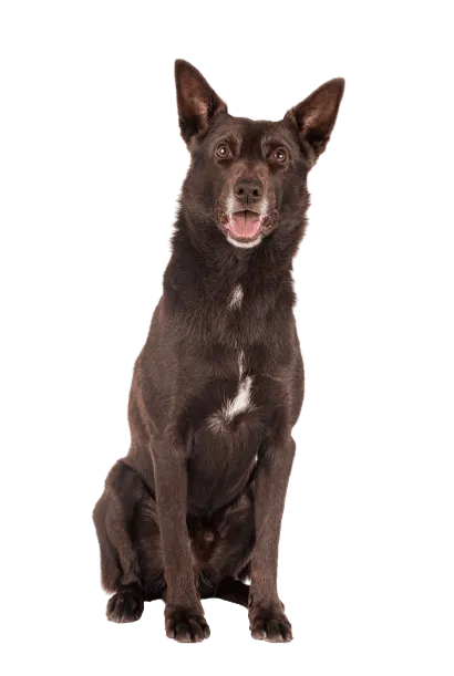 Australian Kelpie (3)