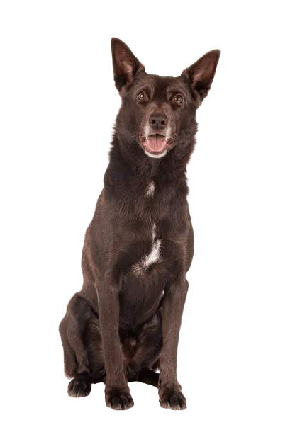 Australian Kelpie (3)
