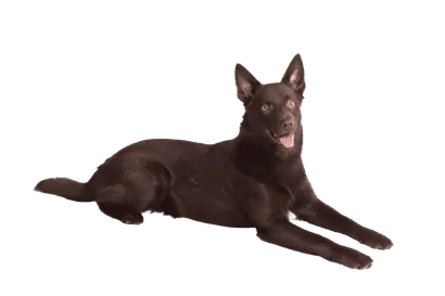 Australian Kelpie (2)