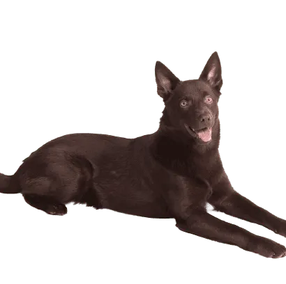 Australian Kelpie (2)